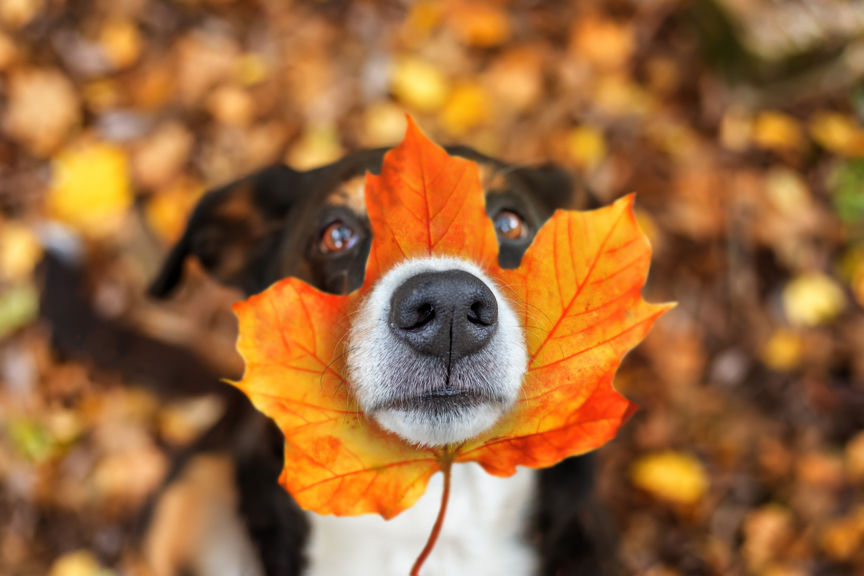 5 Fun Fall Activities To Do With Your Dog in Northern Virginia