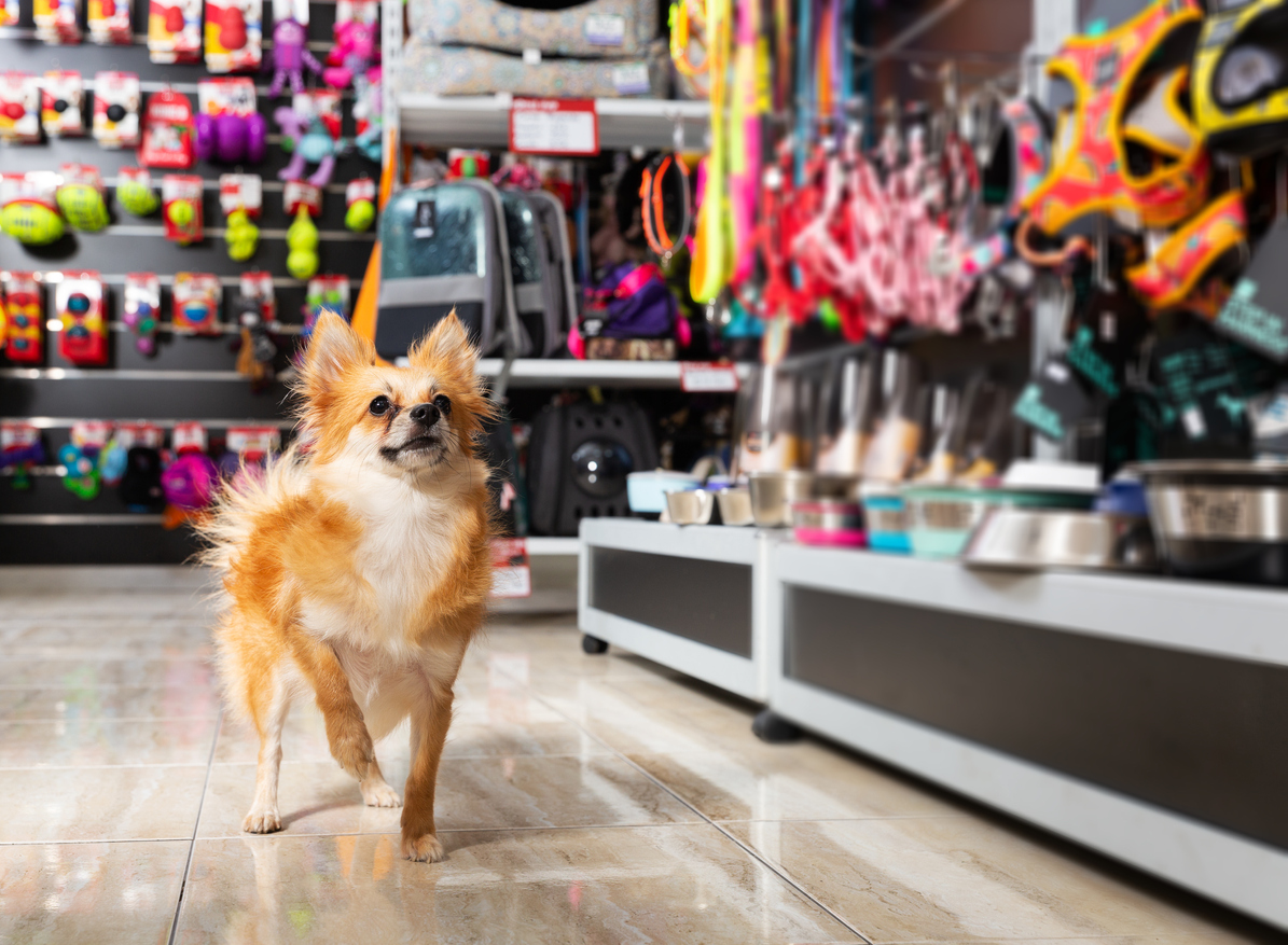 Best Dog Stores in Northern Virginia 